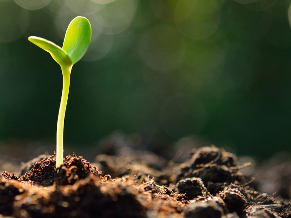 ജീവന്‍ സ്വയം ചികില്സിക്കുന്ന പ്രതിഭാസം